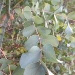 Eucalyptus gunnii Leaf