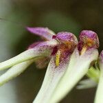 Bulbophyllum longiflorum ফুল