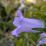 Campanula speciosa Flower