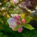 Malus domestica Fleur