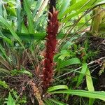 Pitcairnia atrorubens Flor
