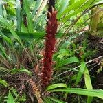 Pitcairnia atrorubens Кветка