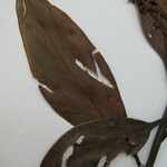 Nectandra pulverulenta Muu