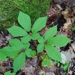 Panax quinquefolius Blad