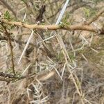 Vachellia etbaica Casca