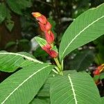 Sanchezia speciosa Цвят