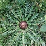 Carlina acanthifolia Blad