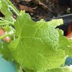 Anisodontea capensis Leaf