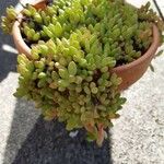 Crassula rogersii Yaprak