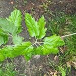 Quercus ithaburensis Leaf