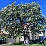 Ceiba insignis Kwiat