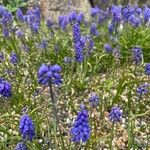 Muscari aucheri Цвят