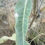 Asclepias eriocarpa Levél