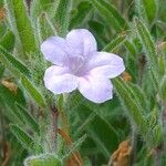 Ruellia humilis Folla