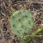 Opuntia dillenii Leaf