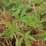 Vitex agnus-castus Blad