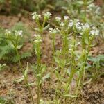 Valeriana echinata Habitus