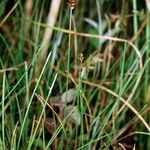 Carex dioica Habit