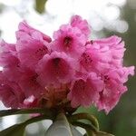 Rhododendron kesangiae Çiçek