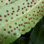 Dryopteris sieboldii Other