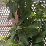 Solanum laxum Frunză