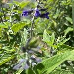 Salvia guaranitica Cvet
