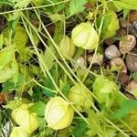 Cardiospermum halicacabum Fruit