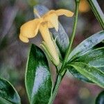 Jasminum fruticans Цветок