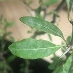 Lycium cestroides Hoja
