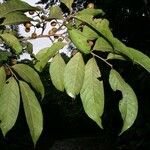 Casearia corymbosa Övriga