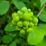 Smilax herbacea Virág