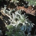 Artemisia umbelliformis Blad