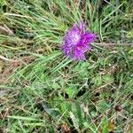 Centaurea nigra花