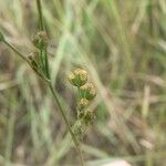 Bupleurum tenuissimum आदत