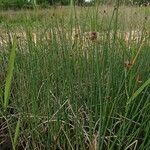 Schoenoplectus tabernaemontani Habitat