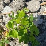 Heteromorpha arborescens Folha