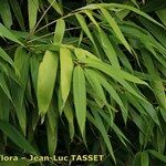 Pseudosasa japonica Фрукт