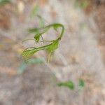 Smilax auriculata Vivejo