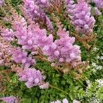 Astilbe japonicaफूल