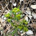 Euphorbia exigua Vrucht