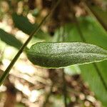 Bolbitis gemmifer Leaf