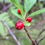 Vaccinium calycinum Frukto