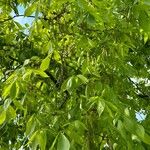 Carya ovata List