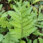 Tanacetum macrophyllum ഇല