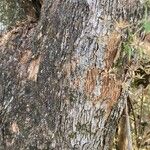 Lithraea molleoides Corteza