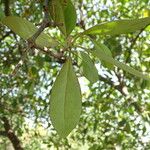 Avicennia germinans Leaf