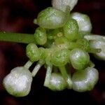 Pilea angustifolia Kukka