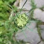 Visnaga daucoides Frunză