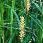 Carex trichocarpa Gyümölcs