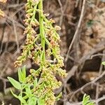 Pistacia atlantica Flor